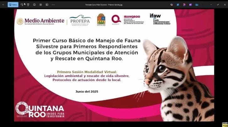 Gobierno de Estefanía Mercado protege la fauna silvestre con atención especializada