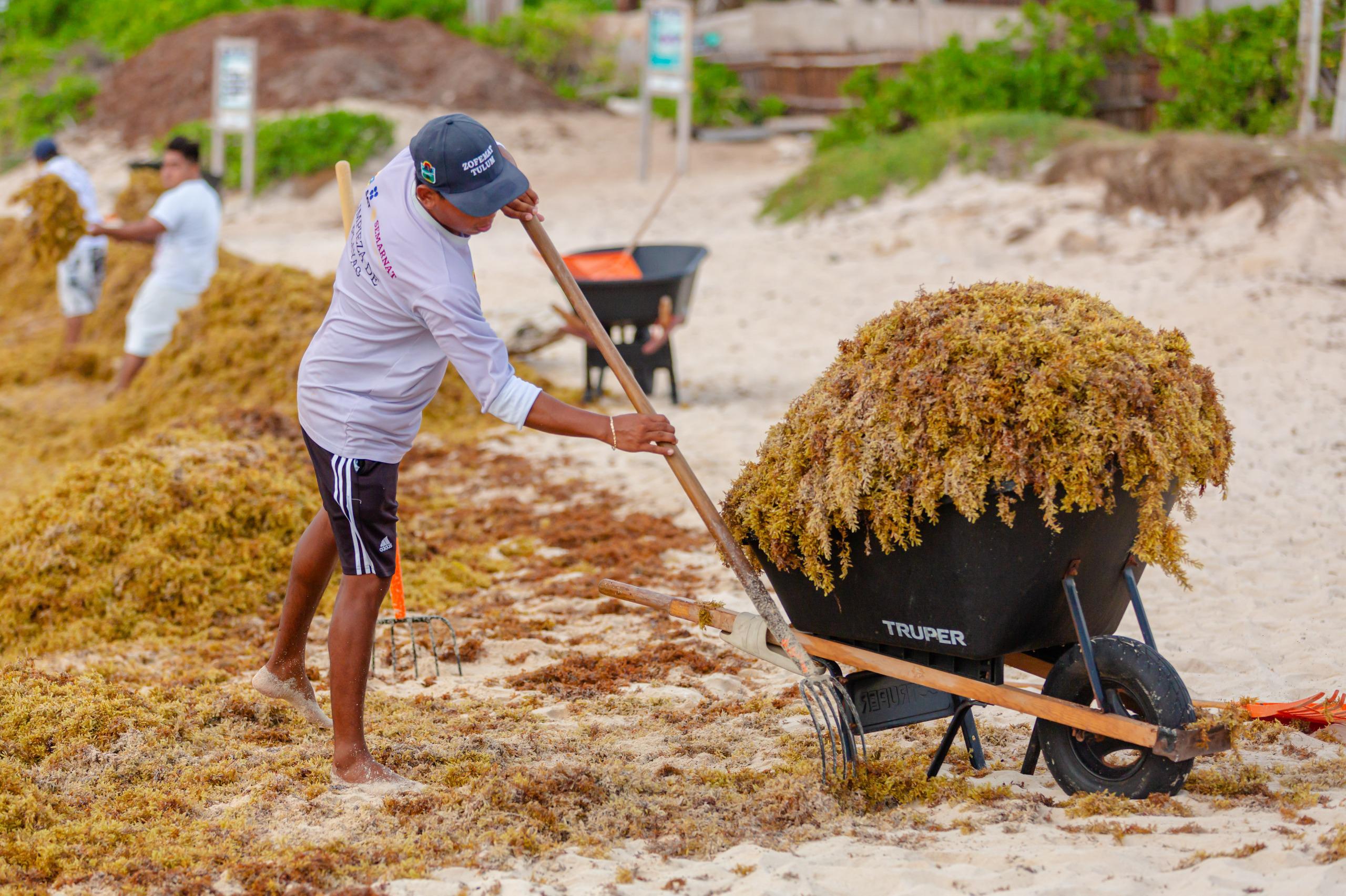 Realizan limpieza masiva en punta piedra Tulum