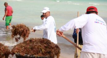 Gobierno de Isla Mujeres atiende oportunamente recale atípico de sargazo en Playa Norte 