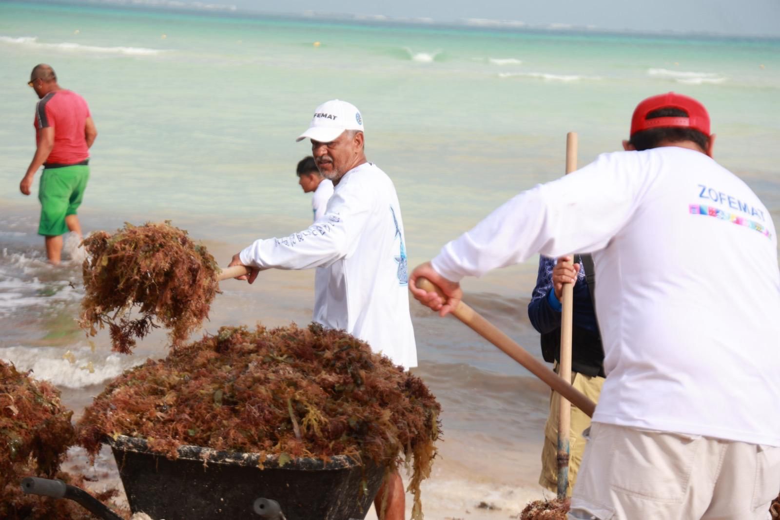 Gobierno de Isla Mujeres atiende oportunamente recale atípico de sargazo en Playa Norte 