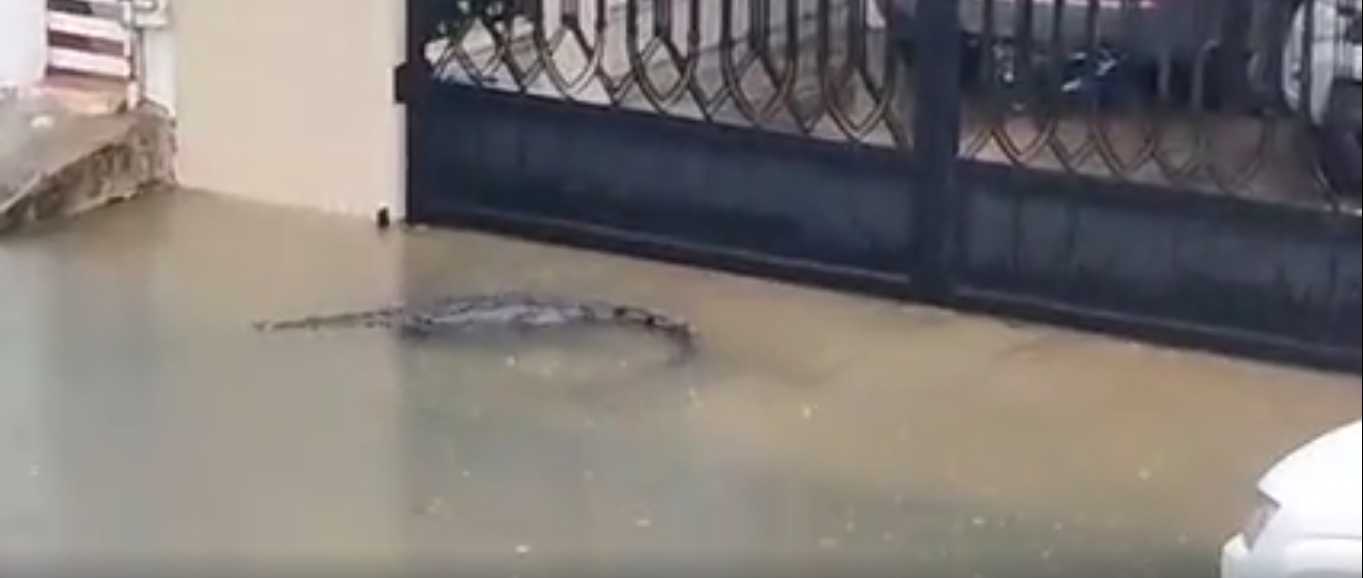 Cocodrilo de dos metros recorre calles de Ciudad Madero tras lluvias intensas|VIDEO