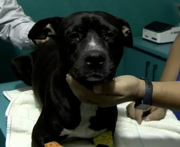 “Negrito” sobrevive a agresión y ya hay investigación por crueldad animal