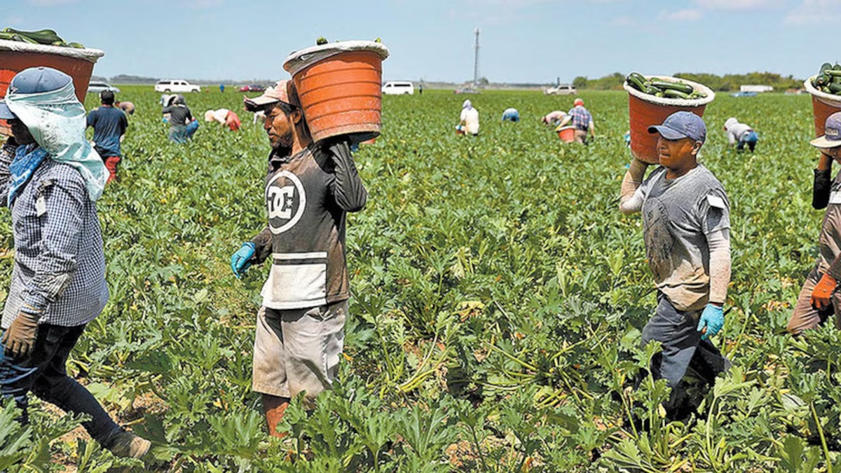 Alistan cambios en políticas para migrantes en el sector agrícola