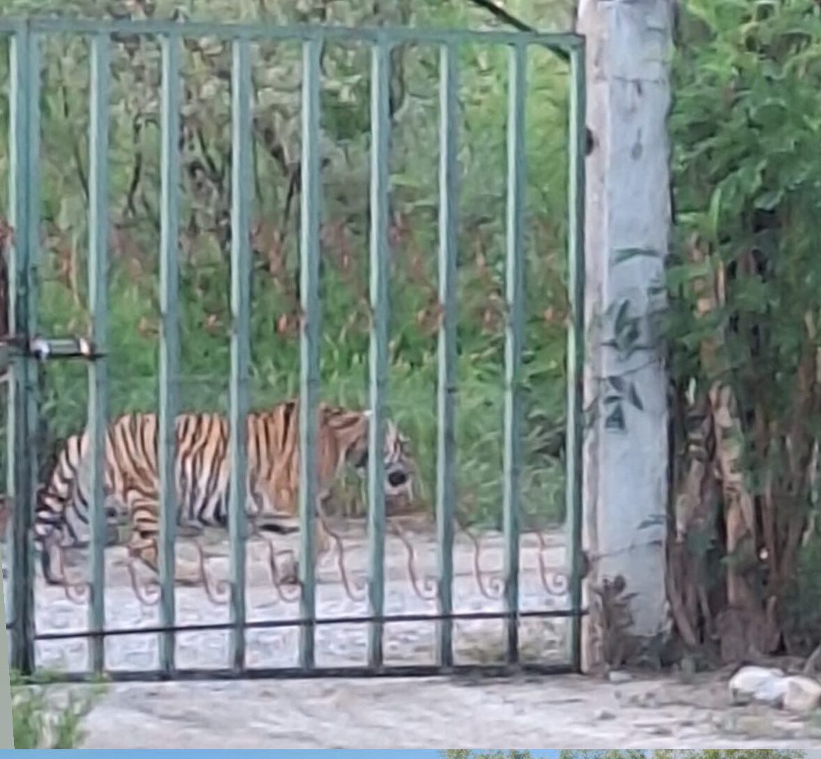 Localizan a tigre que deambulaba por calles de Salinas Victoria, Nuevo León; autoridades trabajan para capturarlo