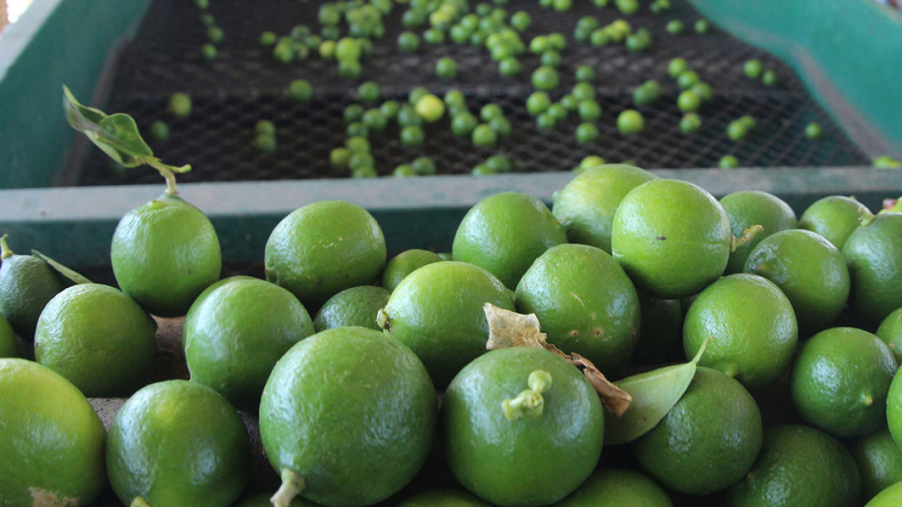 Yucatán se encamina a exportar cítricos a Medio Oriente y Asia