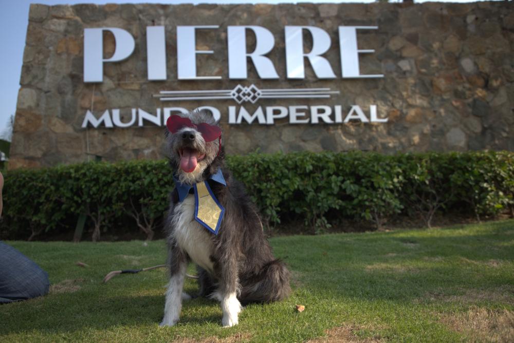 Turismo pet friendly, el Acapulcazo Perruno en Pierre Mundo Imperial