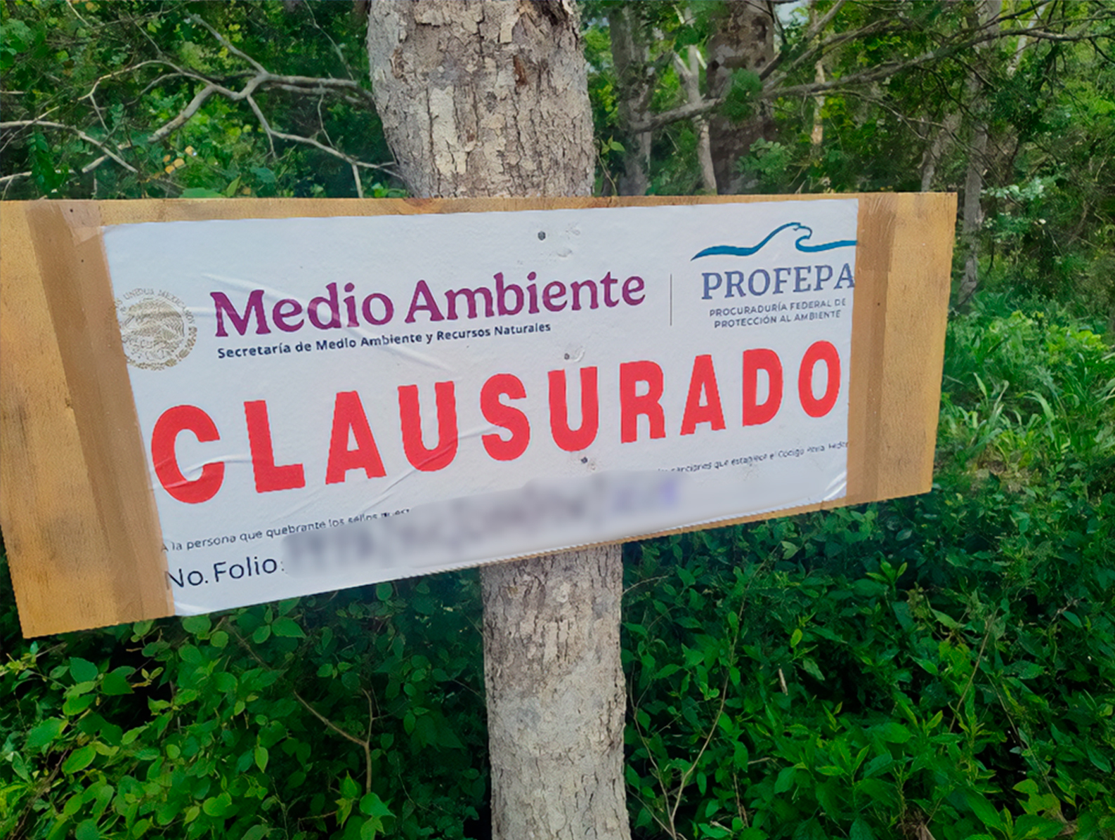Profepa clausura predio de 39.6 ha de selva ilegalmente desmontado, en Tekax, Yucatán