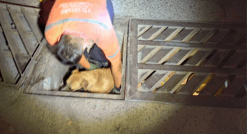 Rescatan bomberos de Tlajomulco a perro atrapado en boca de tormenta