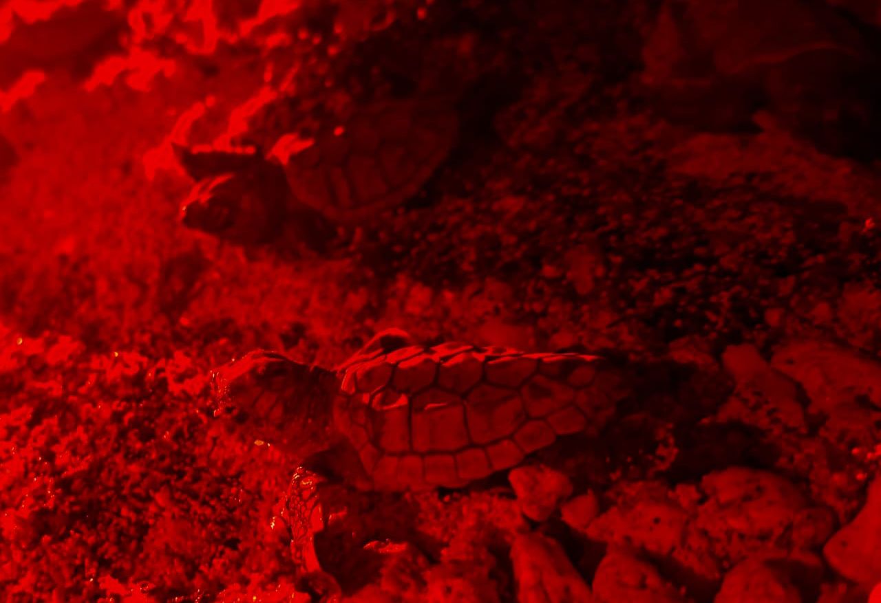 Nacen las primeras tortuguitas marinas de la temporada 2025 en Isla Mujeres