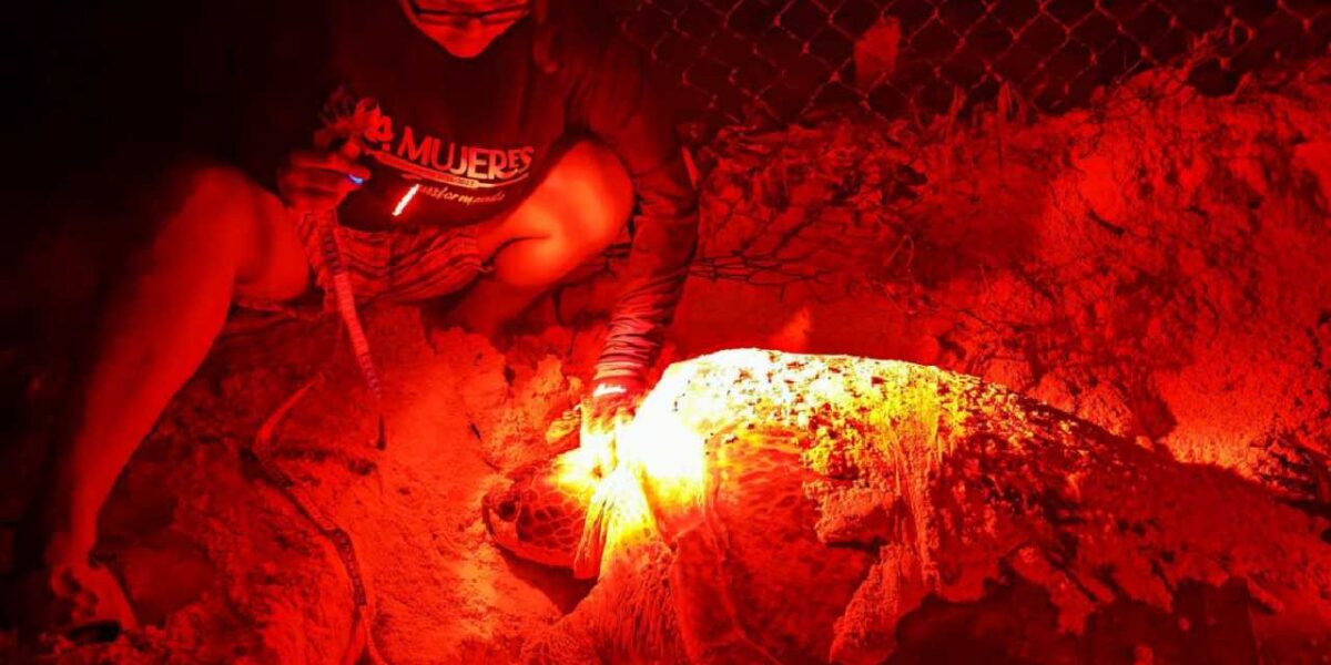 Nacen las primeras tortugas marinas de temporada en Isla Mujeres
