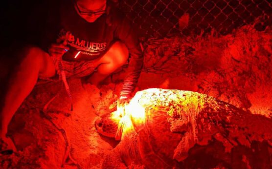 Nacen las primeras tortugas marinas de temporada en Isla Mujeres