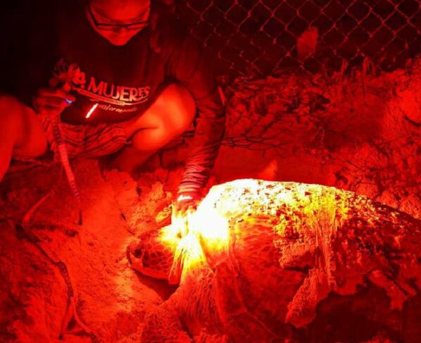 Nacen las primeras tortugas marinas de temporada en Isla Mujeres