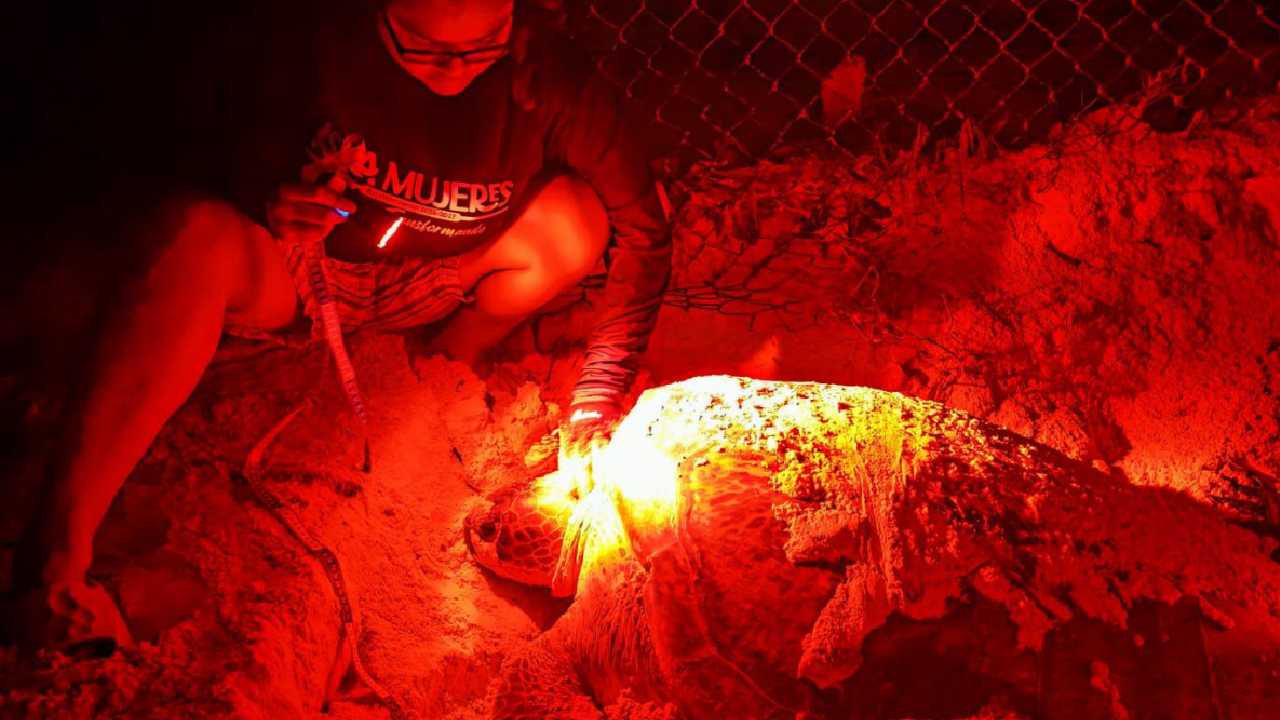 Nacen las primeras tortugas marinas de temporada en Isla Mujeres