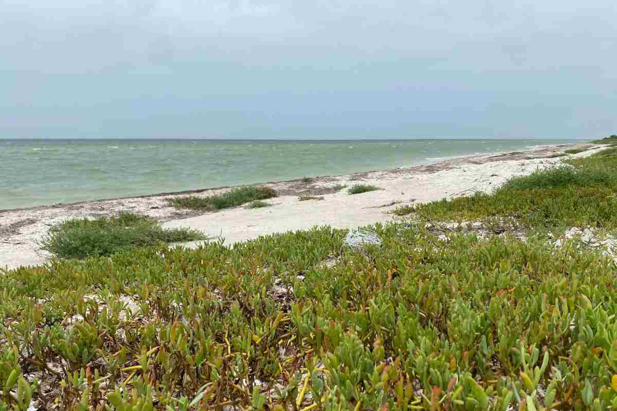 Semarnat autoriza proyecto inmobiliario en playa de Yucatán