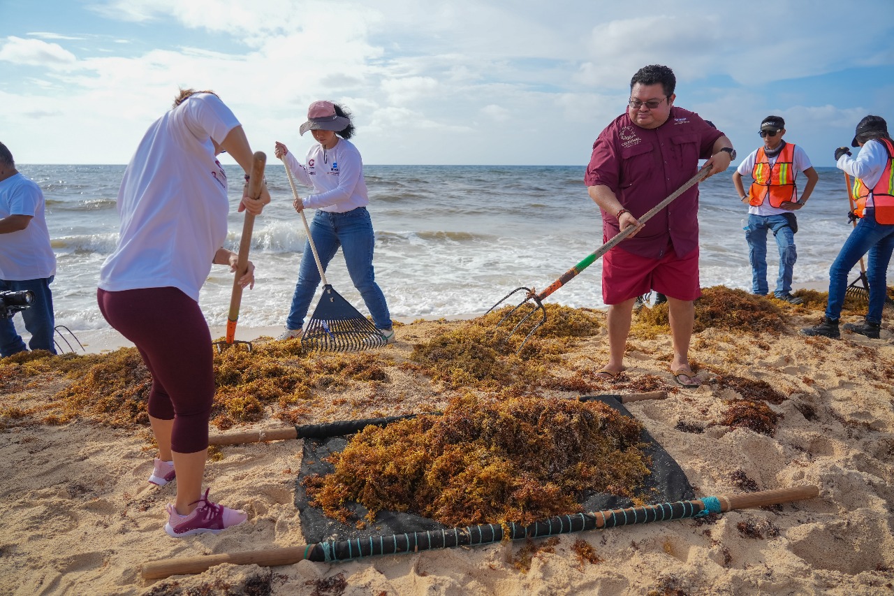 Gobierno de Cozumel recolecta 55 toneladas de sargazo en la 3ª Jornada masiva de limpieza 2025