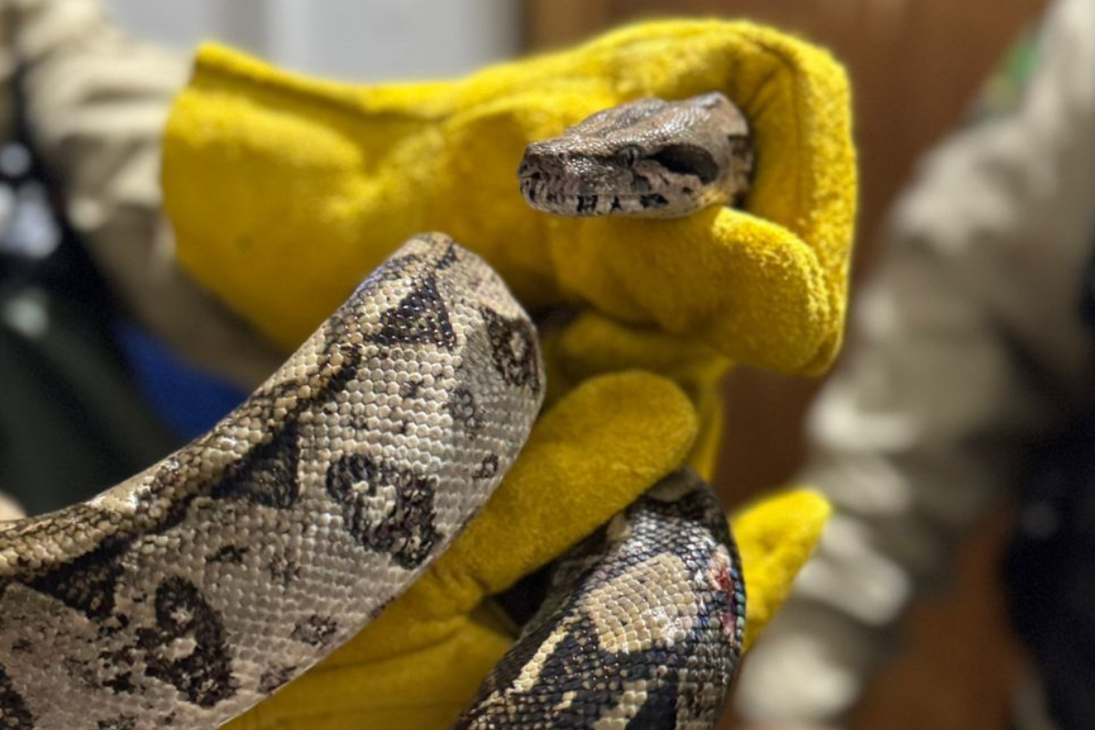 Aseguran a boa constrictor afuera de tienda en la colonia Revolución