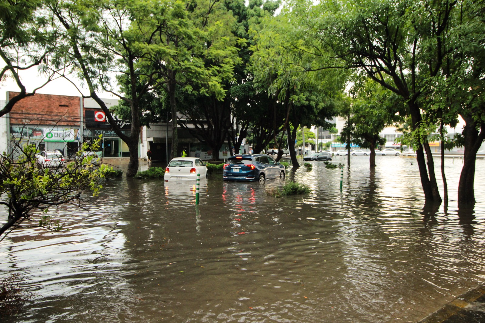 Lluvia provoca caos vial, árboles caídos e inundaciones en Guadalajara