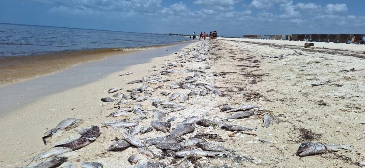Declaran en Yucatán marea roja en 117 kilómetros de costa