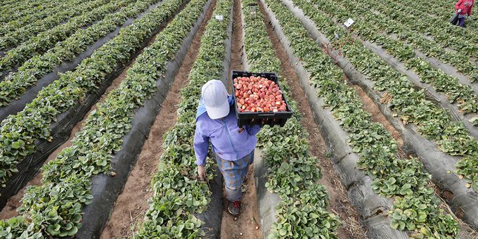 México reporta caída en exportaciones agroalimentarias por primera vez en 20 años