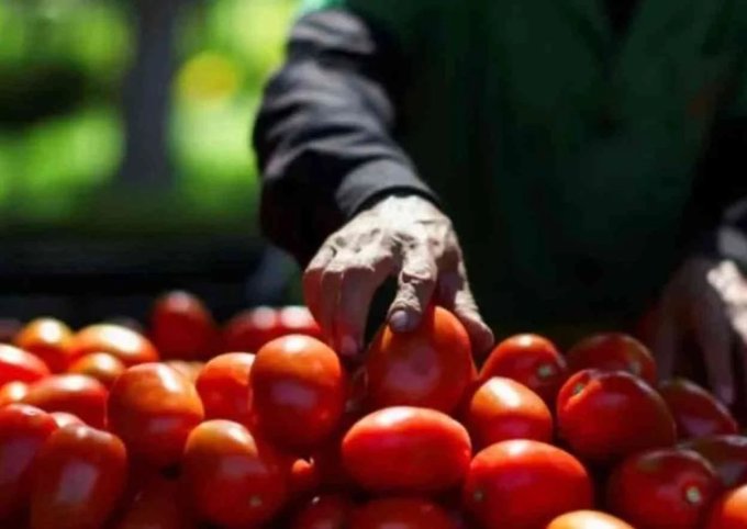 México protege al campo: fija precios mínimos para exportar jitomate