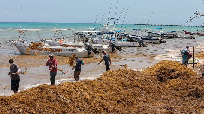 Actualizan Carta Nacional Pesquera e incluyen sargazo del Caribe como recurso con potencial