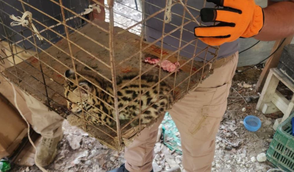 Atienden reporte de un tigrillo cachorro para salvaguardarlo en Tulum