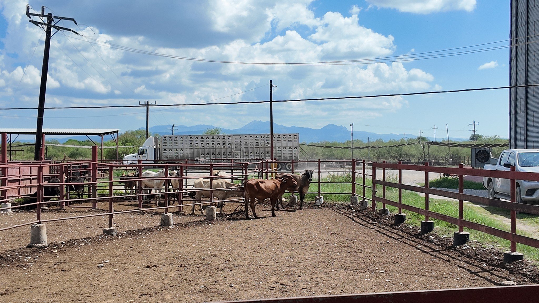Productores de carne piden liberar moscas estériles para combatir el gusano barrenador