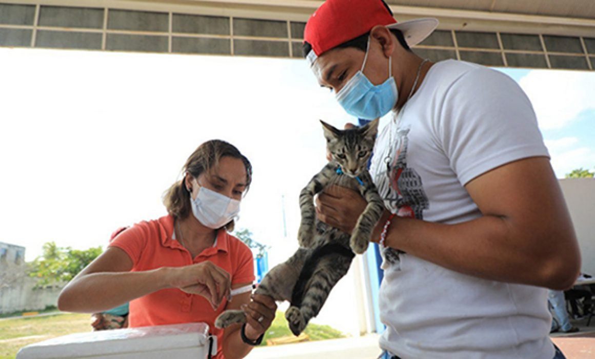 Invitan a Jornada de Vacunación Antirrábica en Tulum