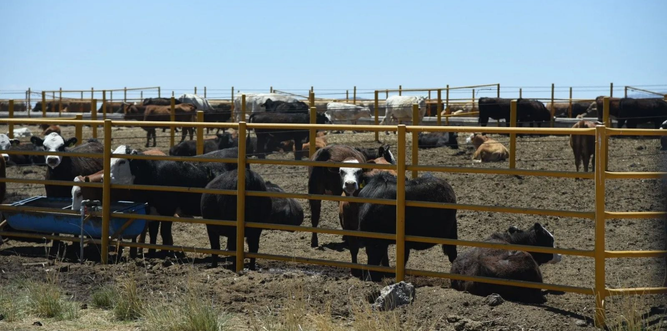 Gobierno federal activa apoyo de 650 millones de pesos a ganaderos afectados por cierre de frontera