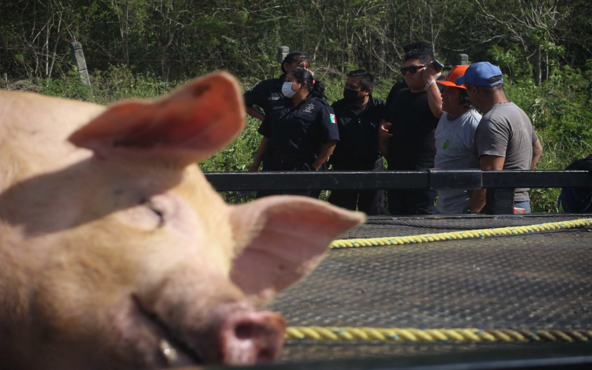 Exigen sanción y reparación del daño a granjas porcícolas en Yucatán
