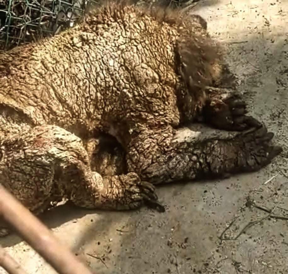 Parques y Vida Silvestre de NL atenderá el cuidado veterinario de la osa de La Pastora con patologías dermatológicas
