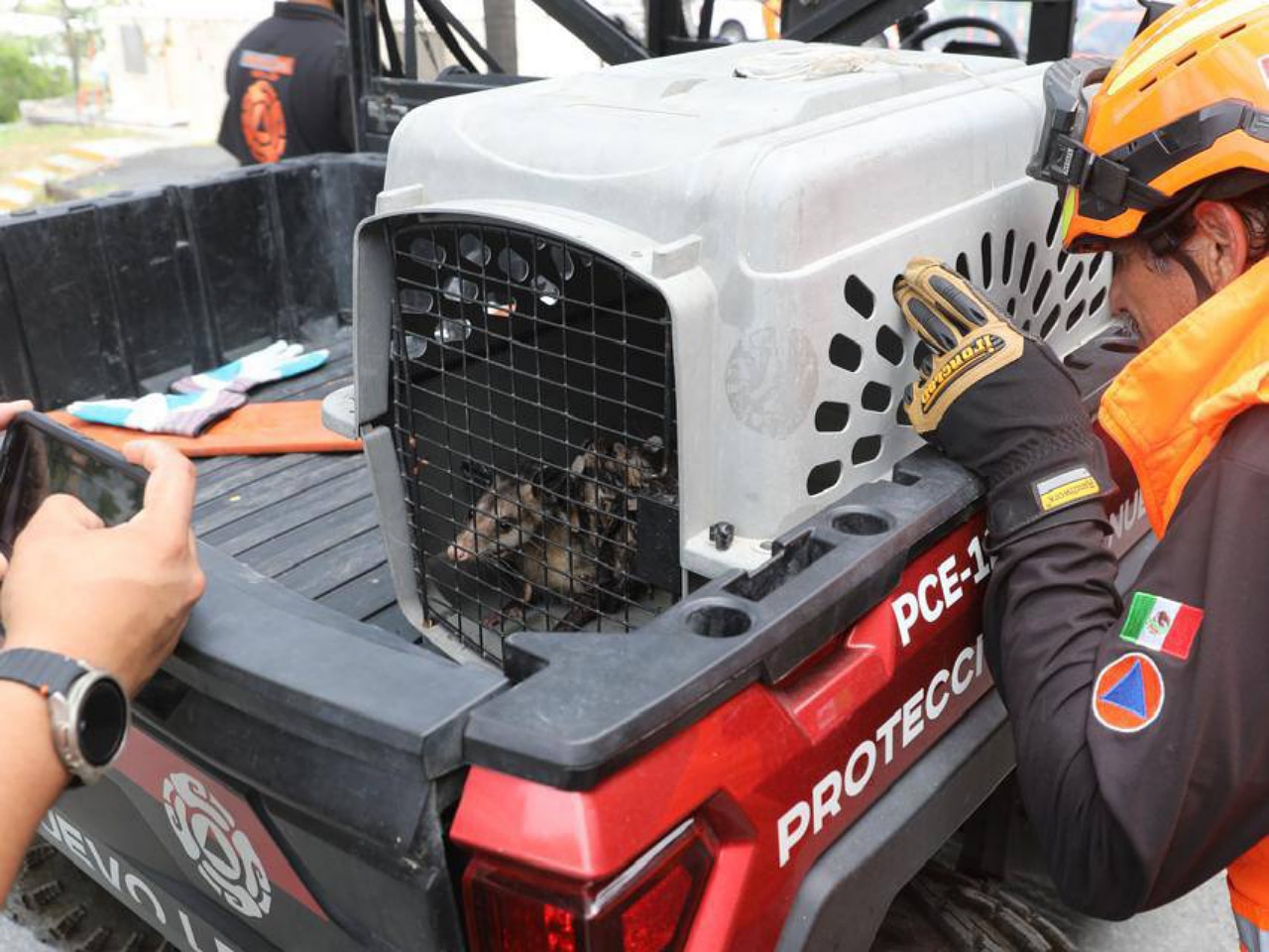 Rescatan y liberan a tlacuache hembra con crías en Guadalupe, Nuevo León