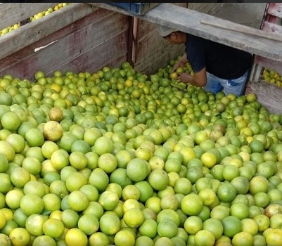 Fuertes lluvias dañan más del 68% de los cultivos de naranja en México