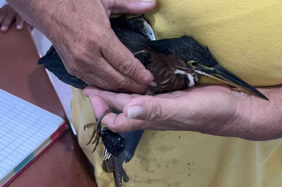 Gobierno de Cozumel rescata y libera a una “Garcita Verde” en su hábitat natural