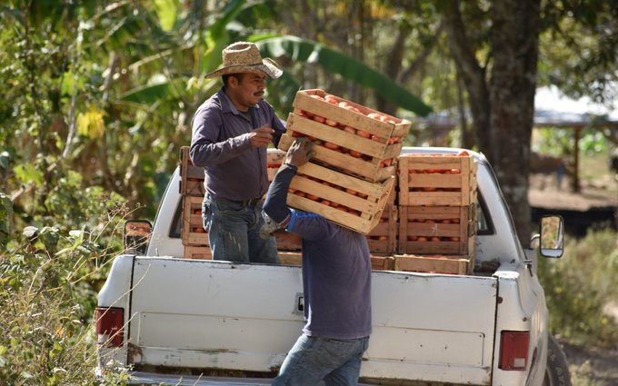 Extorsiones al campo mexicano elevan hasta 20 % el costo de alimentos: CNA