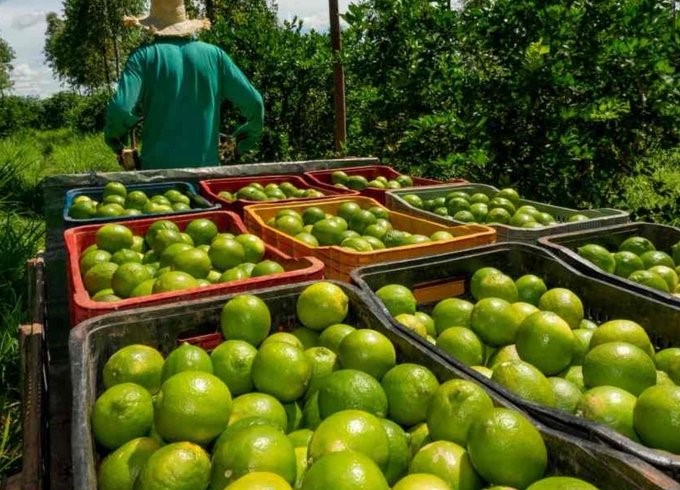 Limoneros de Apatzingán exigen precio justo ante desplome del limón