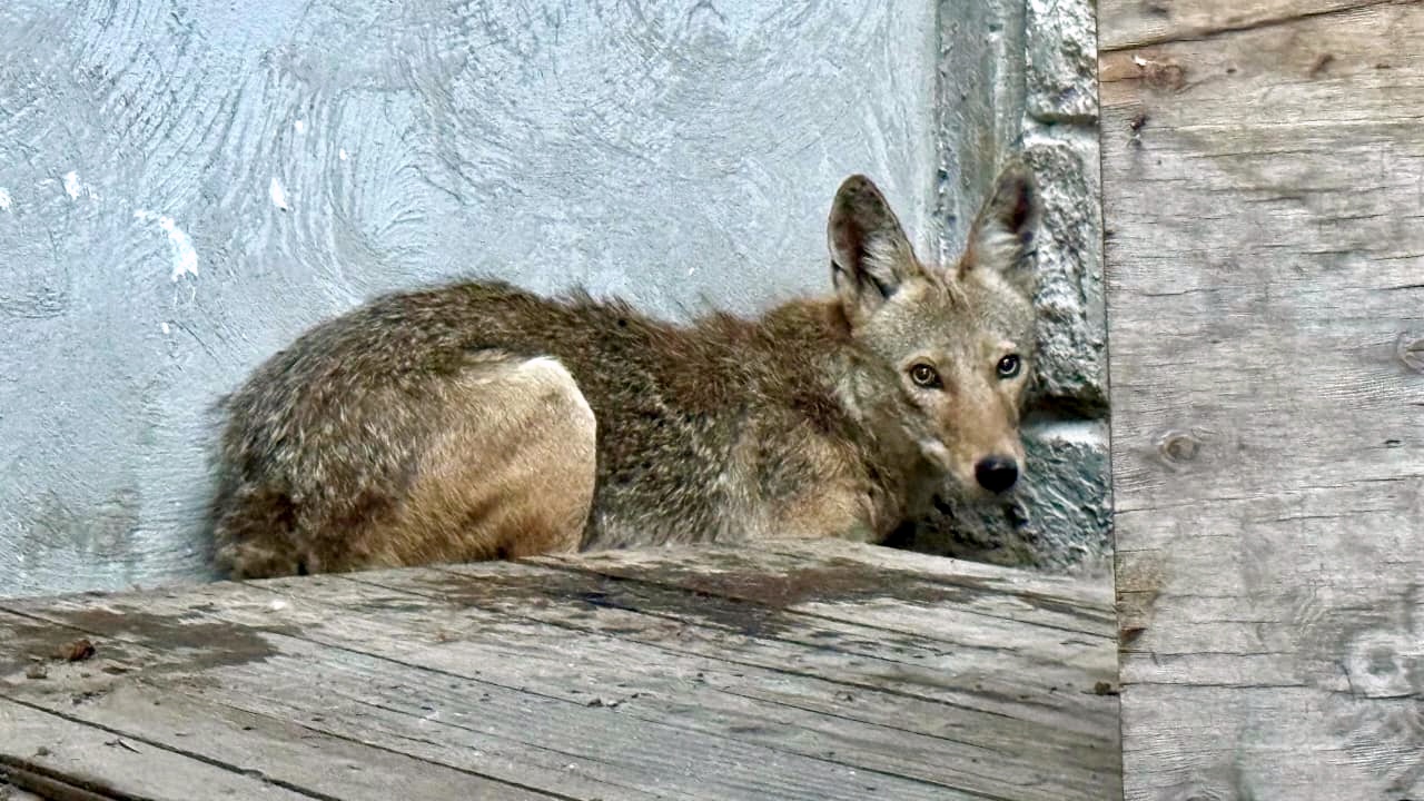 Coyote rescatado en Tlajomulco vuelve a su hábitat en el Bosque La Primavera