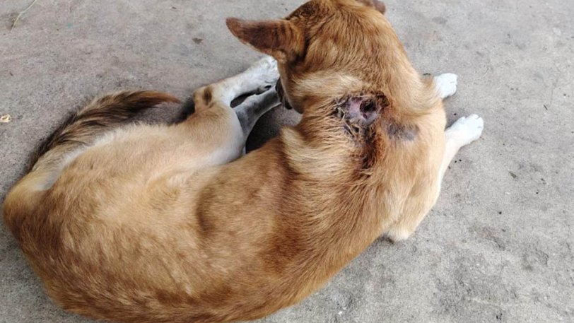 Miasis en  Oaxaca: aumentan a 16 casos por gusano barrenador