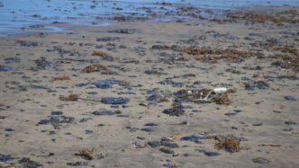 Derrame en el Golfo: autoridades descartan daño severo