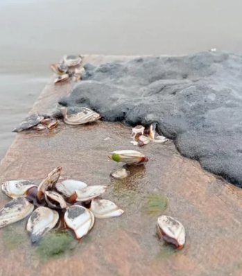 Derrame en el Golfo: autoridades descartan daño severo