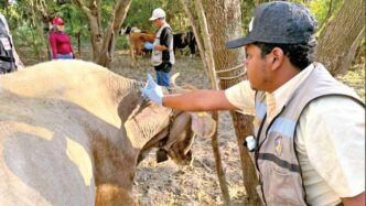 Miasis en  Oaxaca: aumentan a 16 casos por gusano barrenador