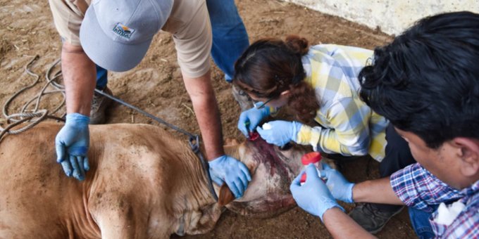 Miasis en  Oaxaca: aumentan a 16 casos por gusano barrenador