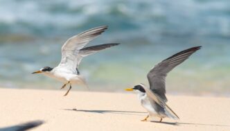 Inicia el arribo y anidación charranes migratorios en el Parque Ecoturístico Punta Sur que ofrece condiciones clave para su reproducción