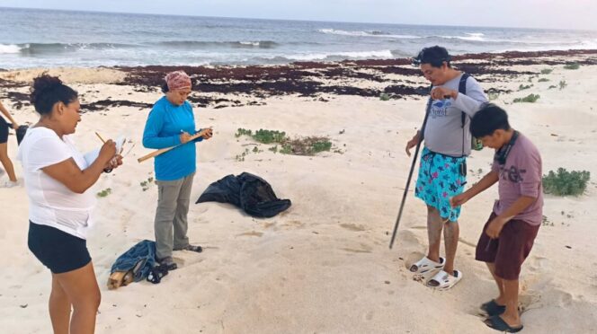 Registra la FPMC el primer nido de tortuga caguama en Punta Sur