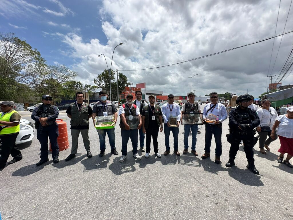 Rescata Ecología de Cancún fauna silvestre y exótica
