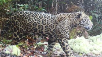 Avistamiento de jaguar en Honduras despierta esperanza