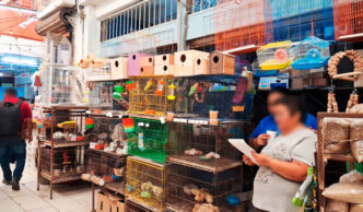 Profepa asegura 34 animales silvestres en mercado de Mérida