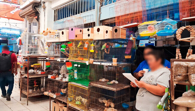Profepa asegura 34 animales silvestres en mercado de Mérida