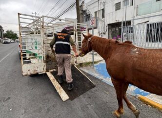 Rescate de equinos en Monterrey