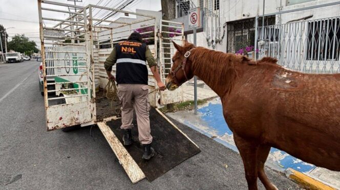 Rescate de equinos en Monterrey